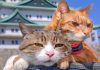 Du lịch Nhật Bản ghé qua đảo mèo Aoshima có gì hấp dẫn?