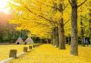 Du lịch Hàn Quốc mùa thu: check in 6 địa điểm đặc sắc nhất 2023