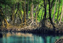 Hệ sinh thái rừng đước ngập mặn Năm Căn Cà Mau